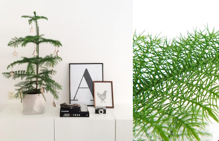Nu wij de bloemetjes nog niet buiten kunnen zetten, halen we gewoon het groen naar binnen! Nu wij de bloemetjes nog niet buiten kunnen zetten, halen we gewoon het groen naar binnen!