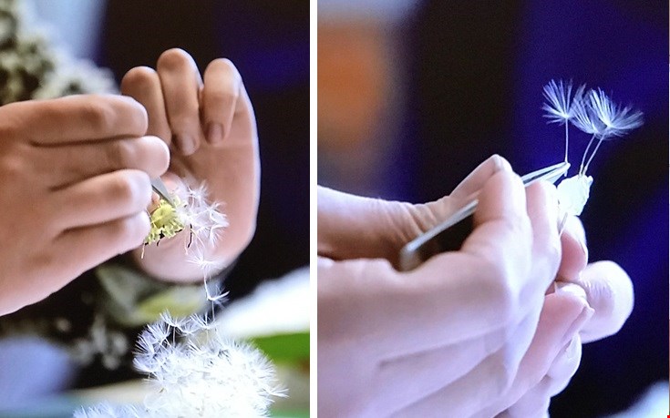 Paardenbloemen met de hand geoogst Paardenbloemen met de hand geoogst
