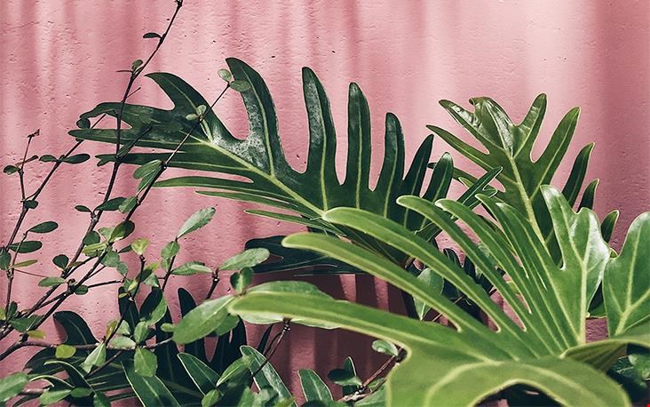 Happy plants Happy plants