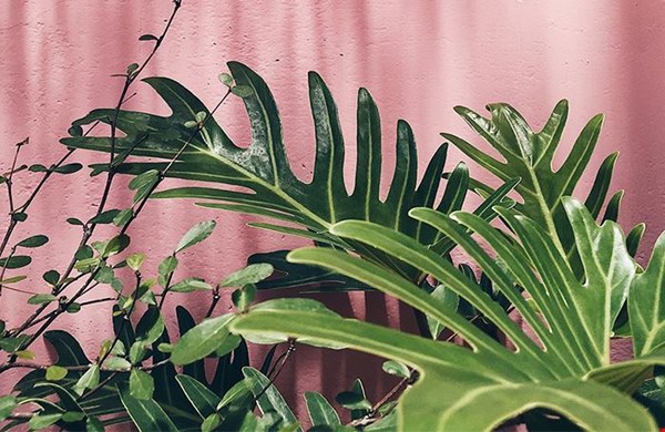 Happy plants Happy plants
