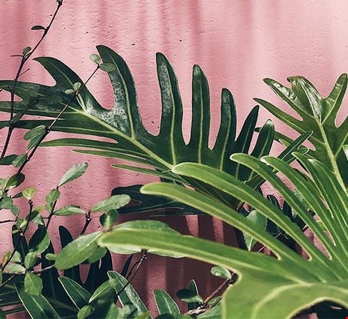 Happy plants Happy plants