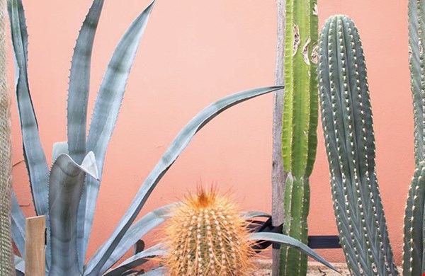 Groene planten op een roze achtergrond... zo mooi! Groene planten op een roze achtergrond... zo mooi!