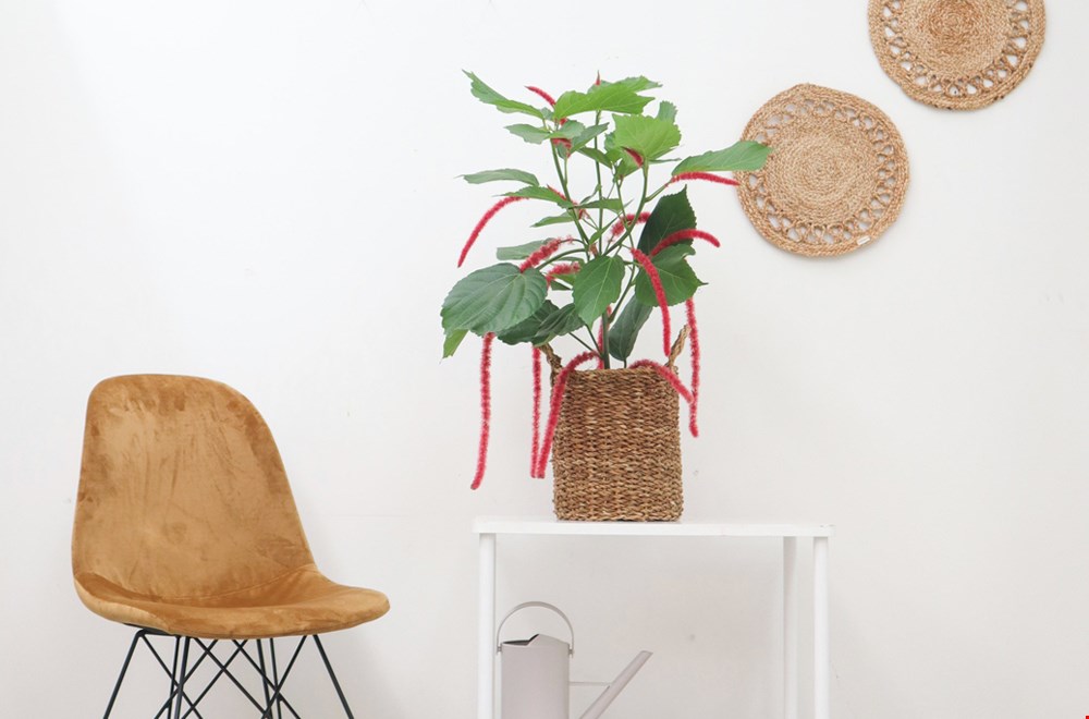 Acalypha Hispida van GreenBubble: groen met een lekker fel kleurtje Acalypha Hispida van GreenBubble: groen met een lekker fel kleurtje