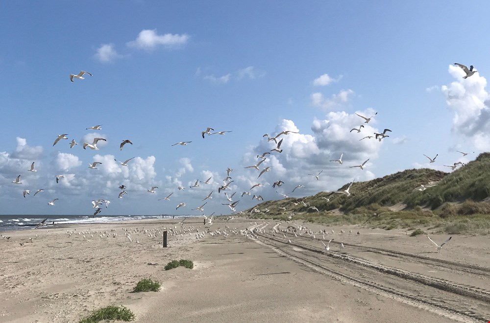 Op de stranden ben je vrijwel alleen. Hoewel... Op de stranden ben je vrijwel alleen. Hoewel...