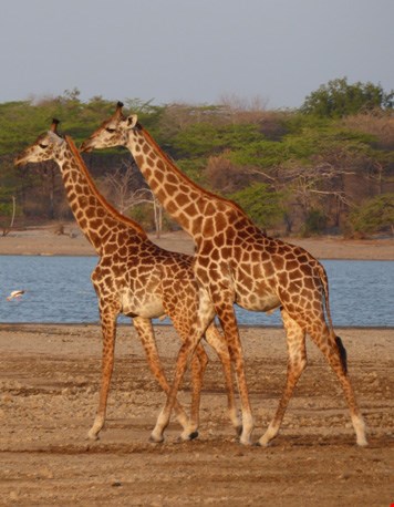 Giraffen Giraffen
