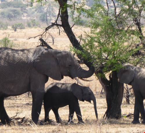 Olifanten in de Serengeti eten de bladeren van een boom
