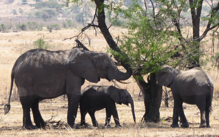 Olifanten in de Serengeti eten de bladeren van een boom Olifanten in de Serengeti eten de bladeren van een boom