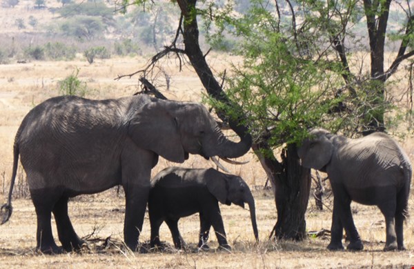 Olifanten in de Serengeti eten de bladeren van een boom Olifanten in de Serengeti eten de bladeren van een boom