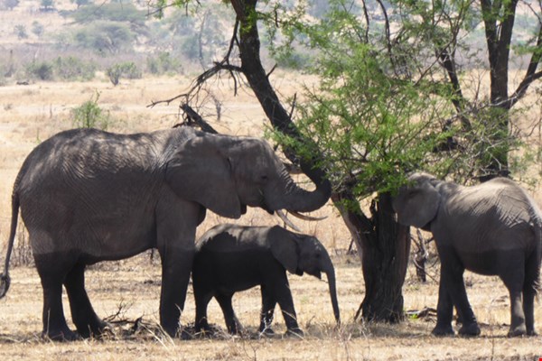 Olifanten in de Serengeti eten de bladeren van een boom Olifanten in de Serengeti eten de bladeren van een boom