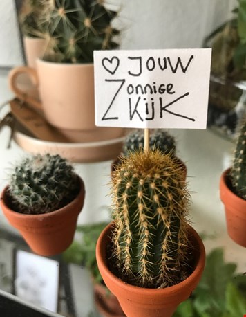 Leu, die mini-cactusjes Leu, die mini-cactusjes