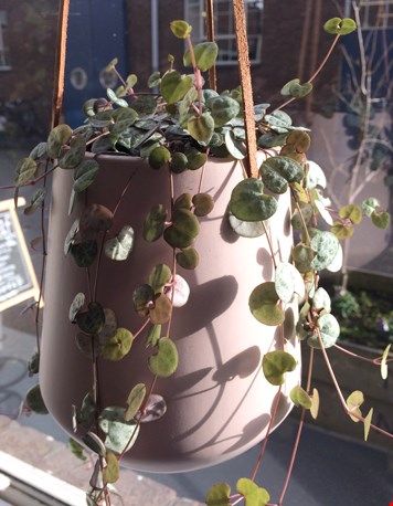 Hippe hangplanten Hippe hangplanten