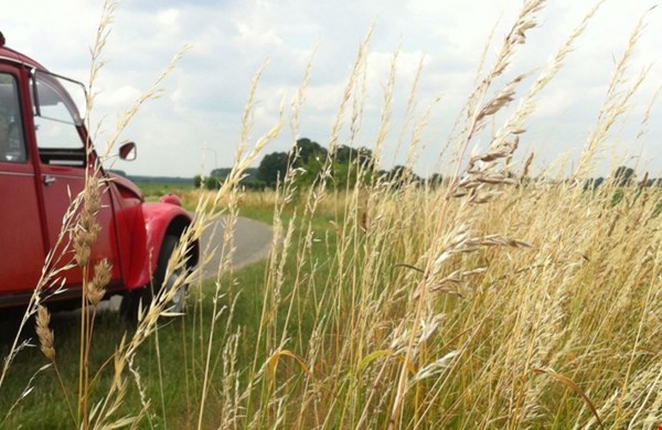 Lelijke eendjes on the road! Lelijke eendjes on the road!