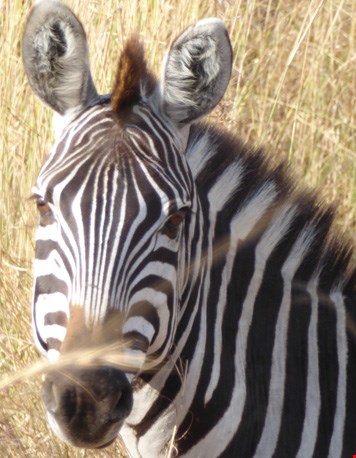 Zebra close-up Zebra close-up