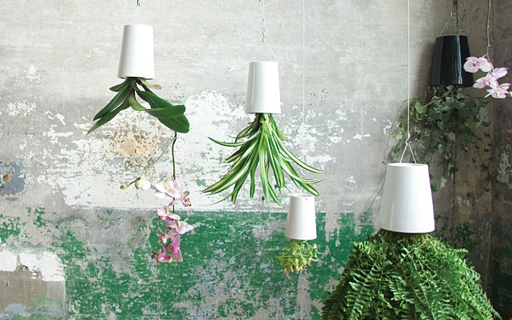 Skyplanter Skyplanter