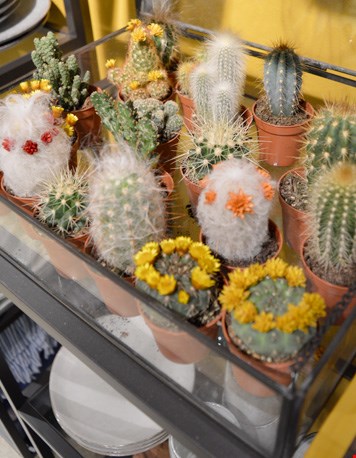 En overal cactusjes! En overal cactusjes!