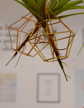 Hip: luchtplantjes Hip: luchtplantjes