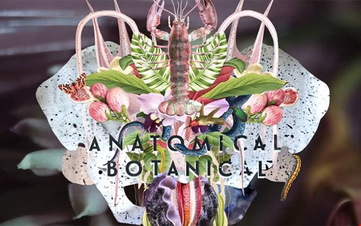 Anatomical Botanical Anatomical Botanical