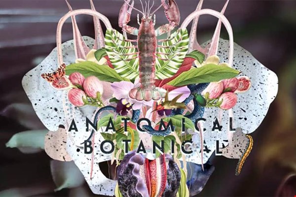 Anatomical Botanical Anatomical Botanical