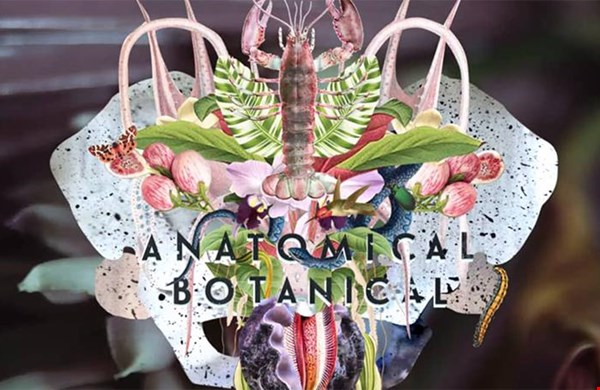 Anatomical Botanical Anatomical Botanical