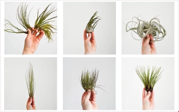 de tillandsia: bijzonder, exotisch en vers de tillandsia: bijzonder, exotisch en vers