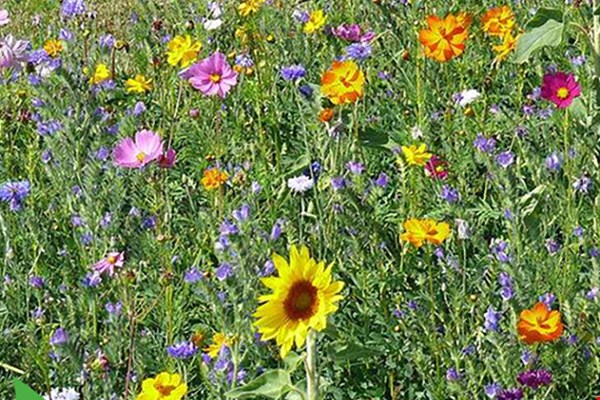 Zaai bloemen! Zaai bloemen!