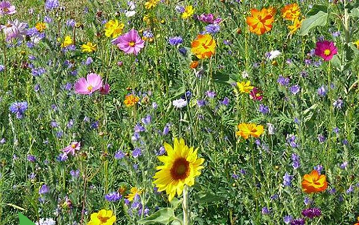 Zaai bloemen! Zaai bloemen!